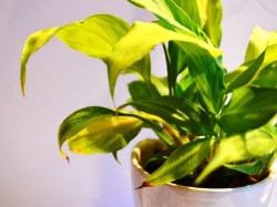 Zöld iroda, avagy mi a szerepe a szobanövényeknek a munkahelyen?